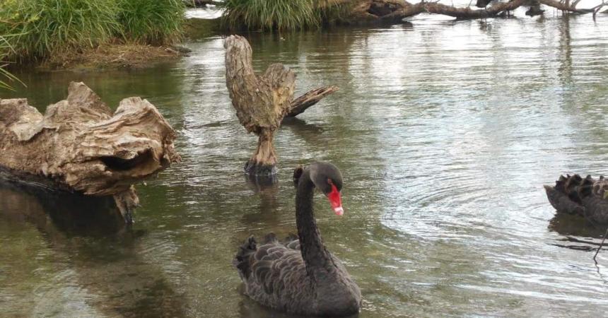 new zealand swans